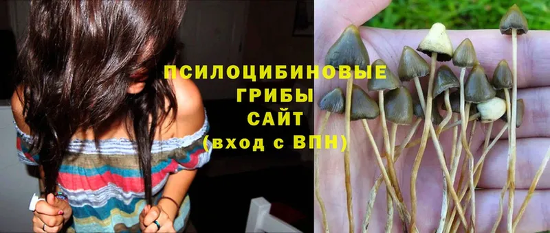 Псилоцибиновые грибы Psilocybe  Починок 